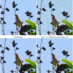 Advisarial Images