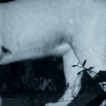 Seeing in the dark and more: Facts and FAQs about thermal imaging