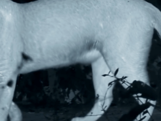Seeing in the dark and more: Facts and FAQs about thermal imaging